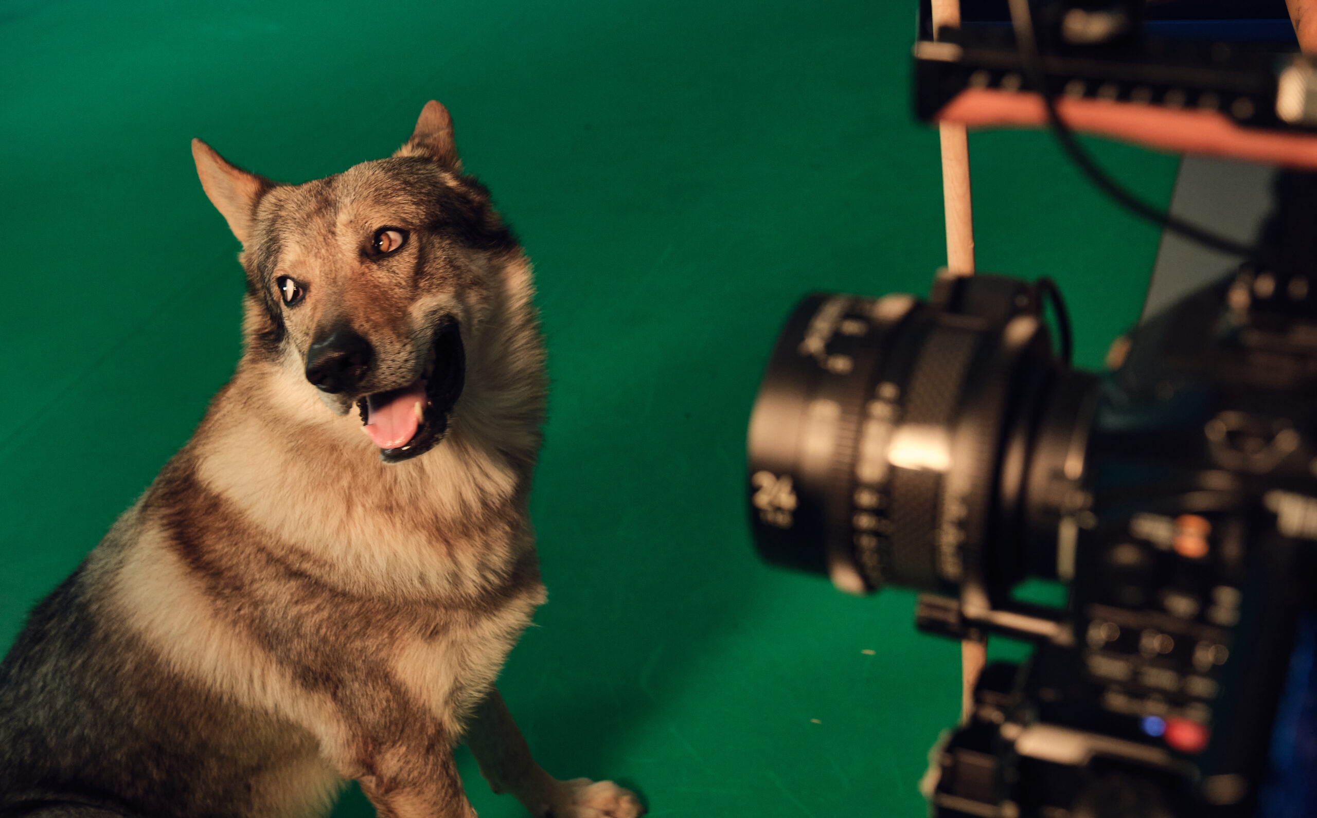 Il lupo protagonista delle riprese sul set