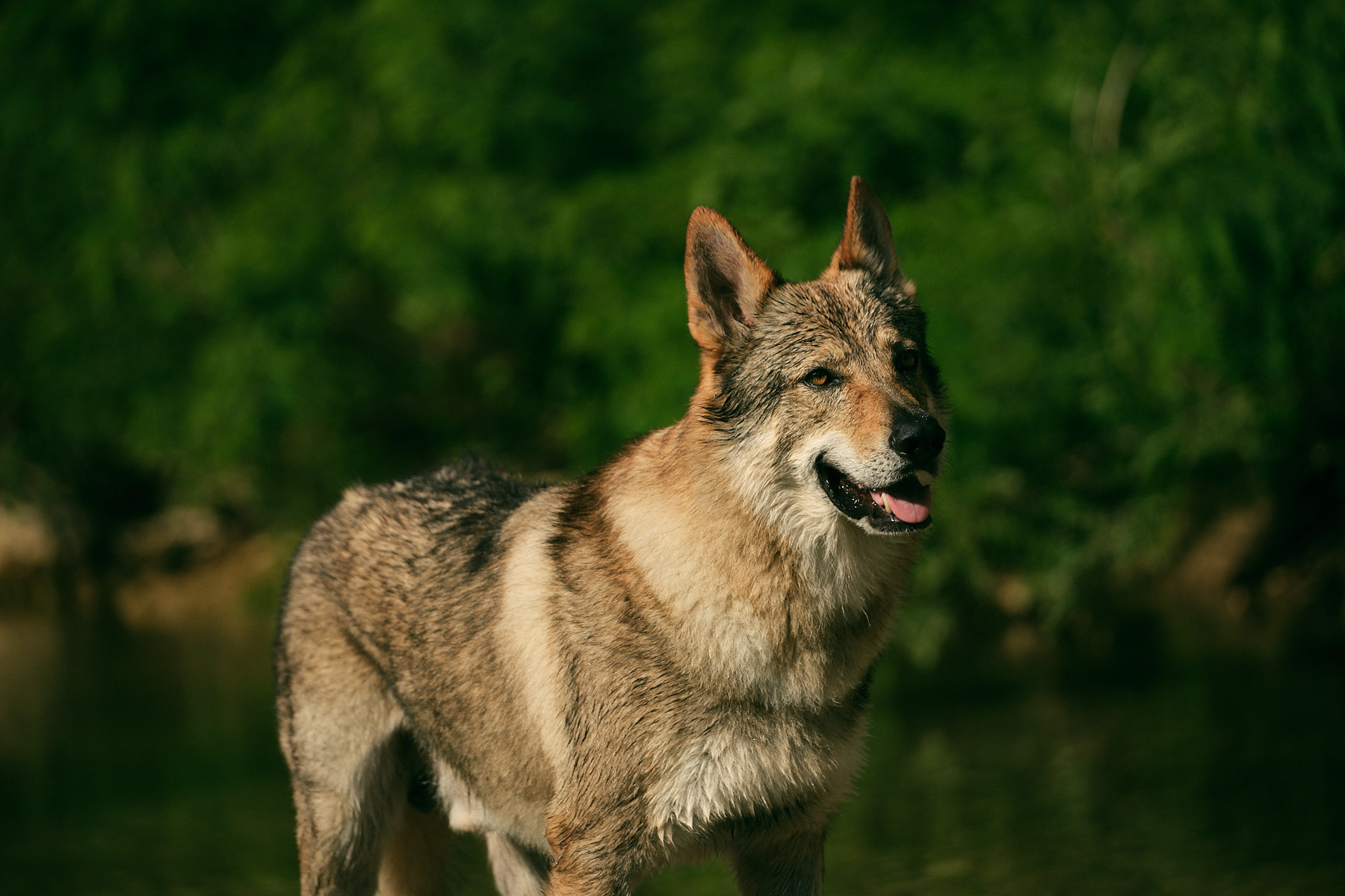 Il Lupo protagonista delle vicende del cortometraggio Lupo Longobardo